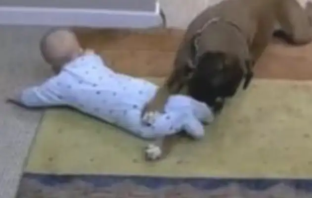 The master went out to buy food, told the dog to take care of the baby, and then went home and laughed