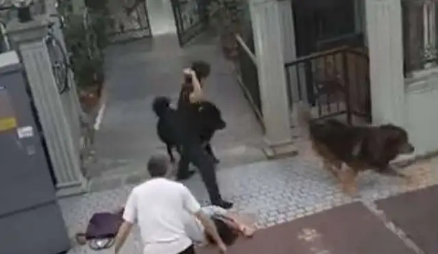 A woman who walks a dog is being bitten by a gruesome, and Labrador is in front of it