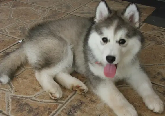 The pet dog's tail knocks on the door and scares the hostess