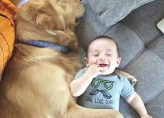 The master went out to buy food, told the dog to take care of the baby, and then went home and laughed