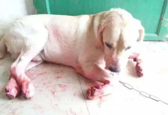 A woman who walks a dog is being bitten by a gruesome, and Labrador is in front of it