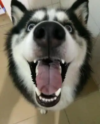 The house's air conditioner's broken, and the dog's desperate to throw a fan on them: Am I dizzy