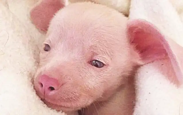 Because they're kind of pig-like, they're abandoned