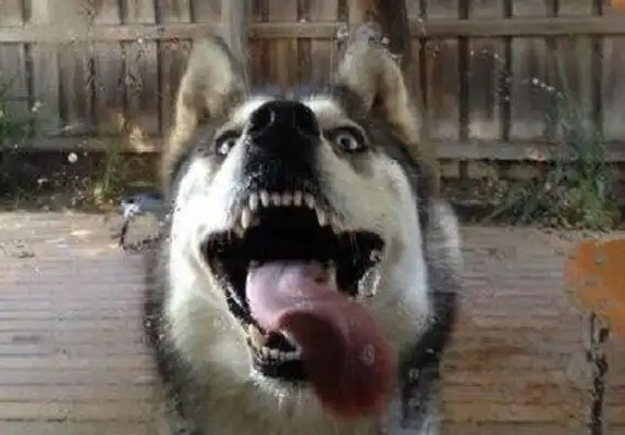 The house's air conditioner's broken, and the dog's desperate to throw a fan on them: Am I dizzy