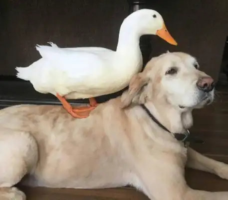 He's old, he's got a little friend. He's happy
