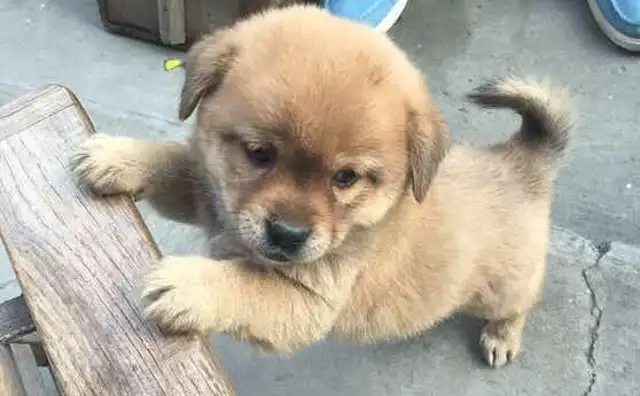 The dog's incompetent. She bites on the dog's neck, and the master slaps his hand and talks. Okay