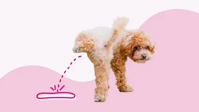 Why does my dog pee blood? 8 Possible Reasons