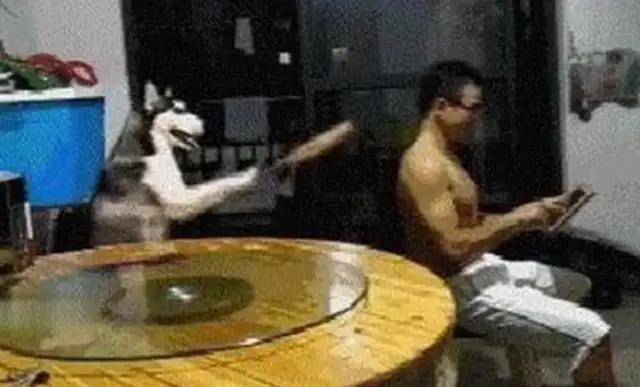 The house's air conditioner's broken, and the dog's desperate to throw a fan on them: Am I dizzy