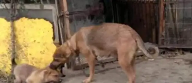 The dog's incompetent. She bites on the dog's neck, and the master slaps his hand and talks. Okay