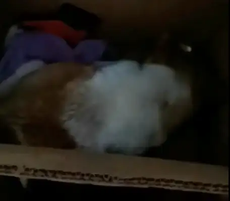 A stray dog on the grass has lost faith in the world and is waiting for death