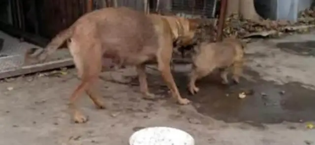 The dog's incompetent. She bites on the dog's neck, and the master slaps his hand and talks. Okay