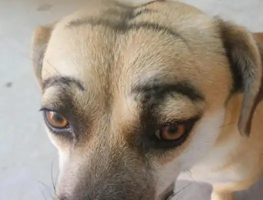 The master was bored with making up the dog and wrote a word on his head