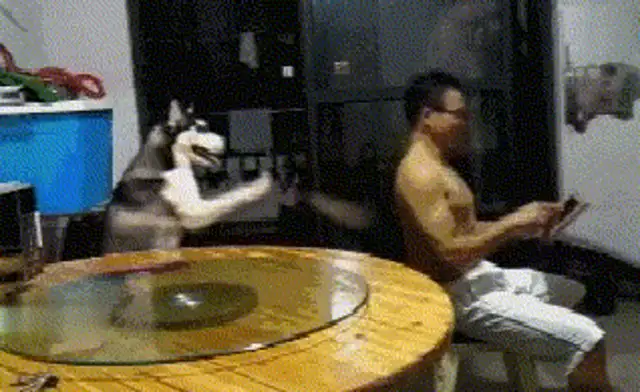 The house's air conditioner's broken, and the dog's desperate to throw a fan on them: Am I dizzy