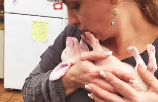 Because they're kind of pig-like, they're abandoned