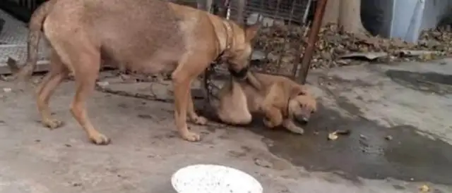 The dog's incompetent. She bites on the dog's neck, and the master slaps his hand and talks. Okay