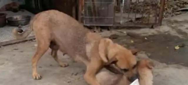 The dog's incompetent. She bites on the dog's neck, and the master slaps his hand and talks. Okay