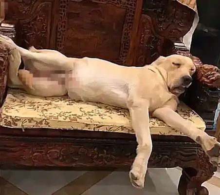 The woman forgot to lock up, worried that over 100,000 redwood furniture would be eaten, and she couldn't stand to look at it when she came home