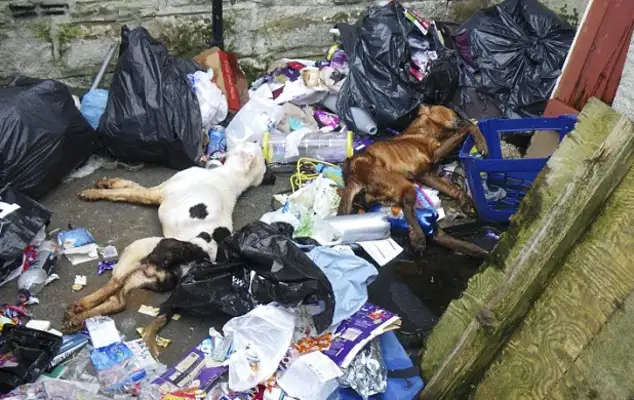 A woman was sentenced to 18 months' probation for breaking up with a hungry dog and dumping a dumpster for alleged animal abuse
