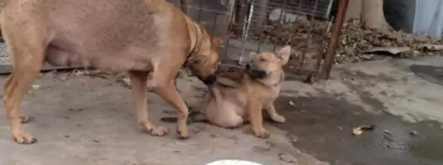 The dog's incompetent. She bites on the dog's neck, and the master slaps his hand and talks. Okay