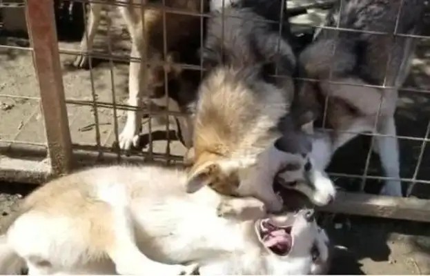 I met a bunch of wolves. Give me a face