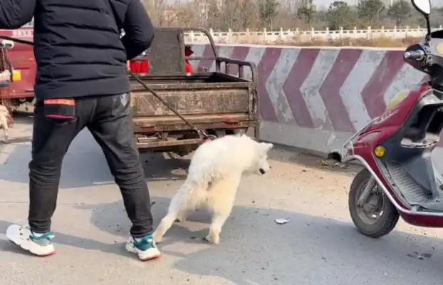 400 bucks. Pretty Samoye left with a dog dealer, watched the dog go, and my sister cried