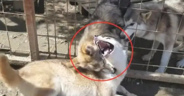 I met a bunch of wolves. Give me a face