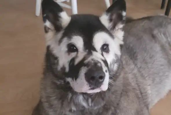 Autumn dogs wear a mask and die at the age of five