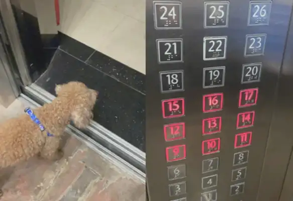 The dog was in the elevator by himself, and the Internet pressed the building to find it