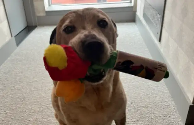 When an 8-year-old dog was adopted, he was like a child. He had to carry a toy to get out