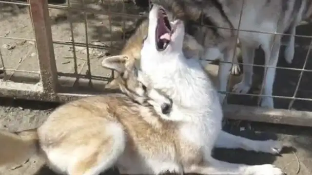 I met a bunch of wolves. Give me a face