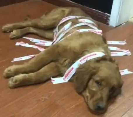 In order to avoid the golden dog, the master stuck it to the ground