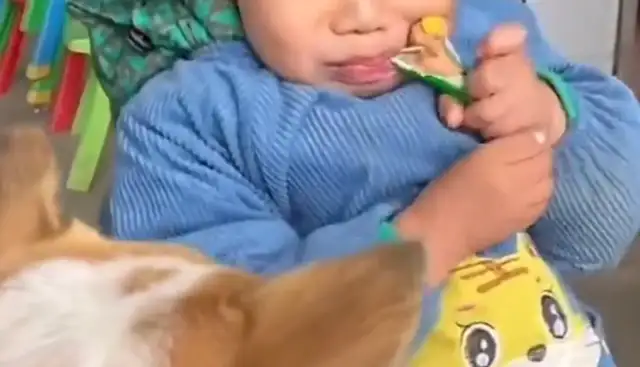 The dog grabs the kid's ham sausage and then he runs