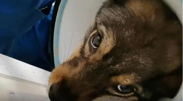 A young man who was kind enough to save a stray dog got a bite