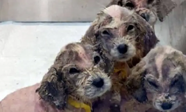 Six pups are abandoned in the grass because there are so many people who help them get happy dogs. Fan