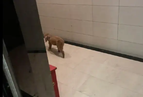 The dog was in the elevator by himself, and the Internet pressed the building to find it