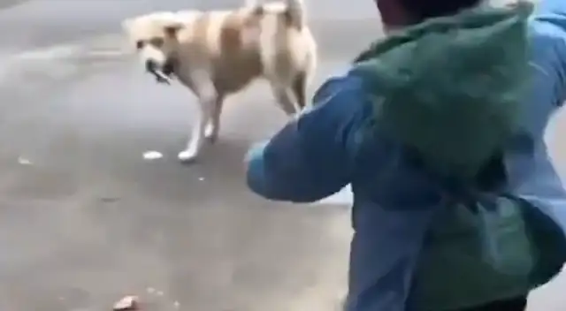 The dog grabs the kid's ham sausage and then he runs