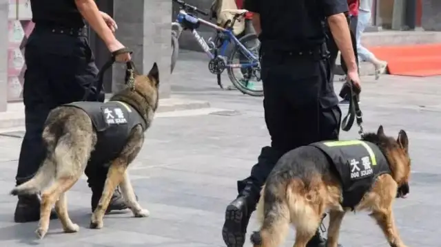Alaska can be a police dog. That's funny