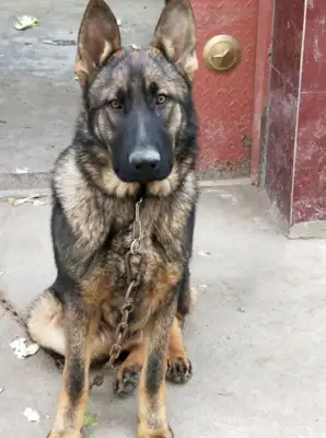 To "abscond," he broke the dog chain and went out..