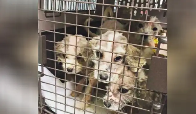 Six pups are abandoned in the grass because there are so many people who help them get happy dogs. Fan