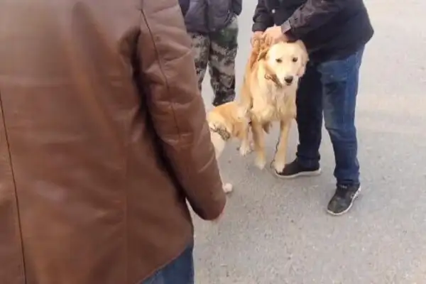 1150, kids buy dog hairs that their parents hate to eat much more and get in the car