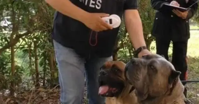 In order to cut the tails of his ears for sale, Italy caught a big dog smuggler