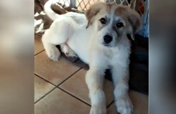 Six pups are abandoned in the grass because there are so many people who help them get happy dogs. Fan