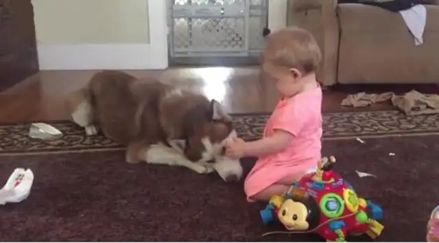 Master asked Haski to look at the baby. Go home. Master: He wants to sell dogs