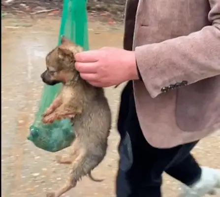 The dog and the dead mother were thrown into the trash, rescued and examined for a small miracle