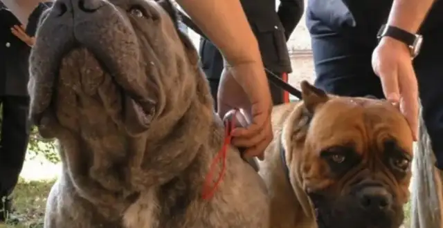 In order to cut the tails of his ears for sale, Italy caught a big dog smuggler