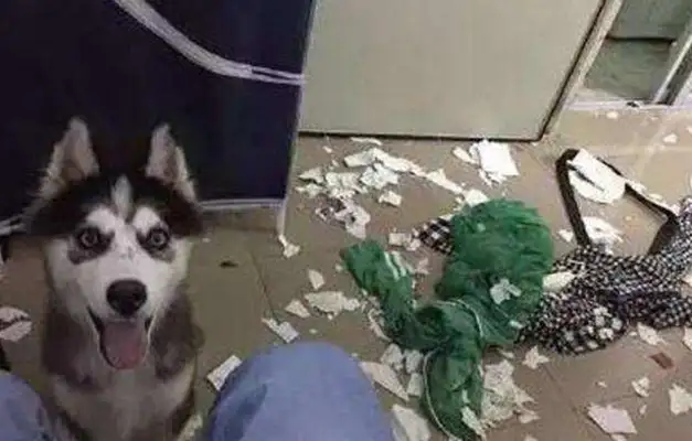 Master asked Haski to look at the baby. Go home. Master: He wants to sell dogs