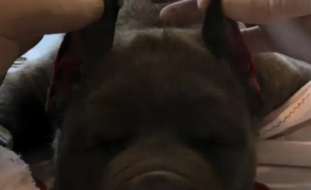 In order to cut the tails of his ears for sale, Italy caught a big dog smuggler