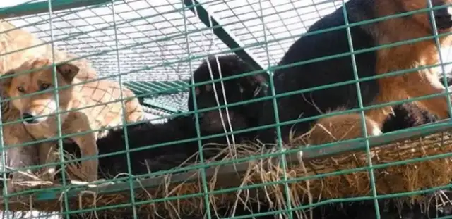 Why don't the dogs who got caught in the slaughterhouse run away? The reason behind this is painful