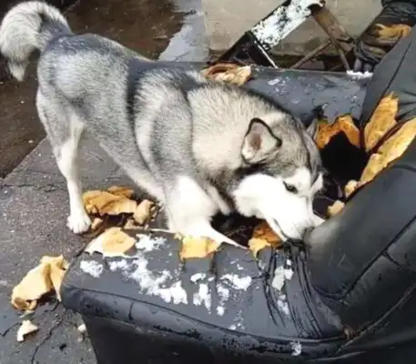 Master asked Haski to look at the baby. Go home. Master: He wants to sell dogs