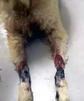 Why don't the dogs who got caught in the slaughterhouse run away? The reason behind this is painful